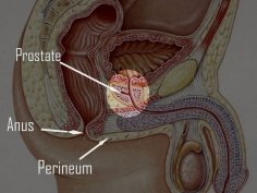 Stunning Jessica Drake delivers her studies about spitting or swallowing the cum